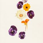 Cinco Violas, un Taco de reina, Thunbergia alata y Astrophytum, 2014