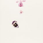Bletilla striata, Tradescantia y Viola tricolor, 2014