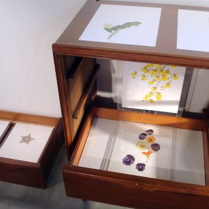 Botánica, RO Galería de Arte, 2015