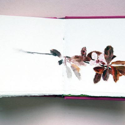 Libro fuxia, Flores, 2013-14. Acuarela sobre papel, 10 x 10 cm